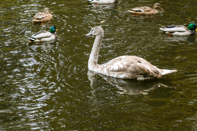 Ducks swimming on the lake