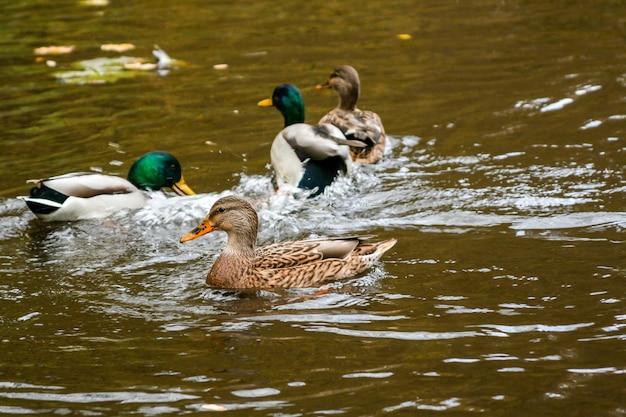 Ducks swimming on the lake