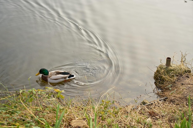 Foto anatre che nuotano nel lago.