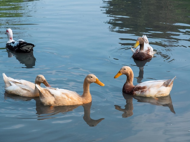 Ducks swimming in a pond at a farm in Yilan