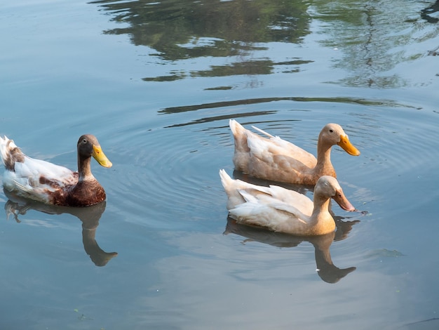 Ducks swimming in a pond at a farm in Yilan