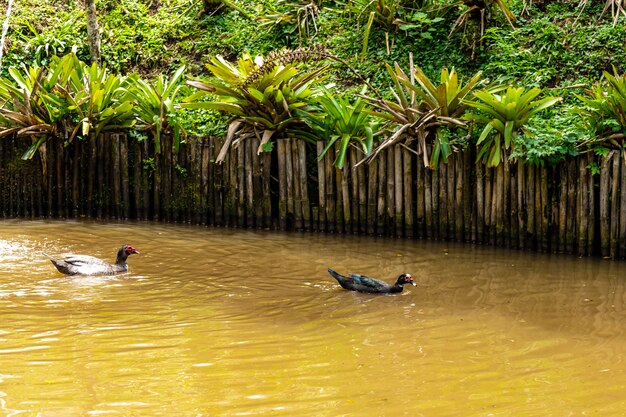 Ducks swimming in pond on the farm.