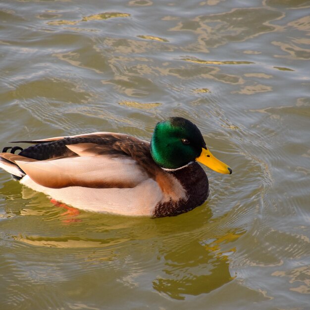 Photo ducks swimming in the pond wild mallard duck drakes and female