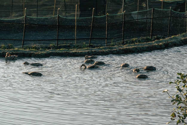 Photo ducks swimming in rice field