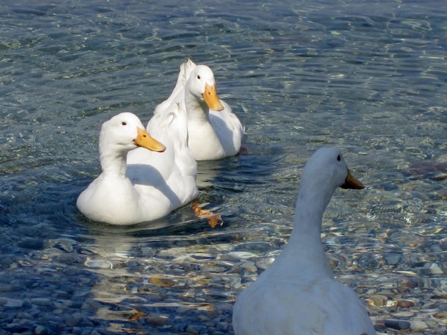 Ducks swimming in river
