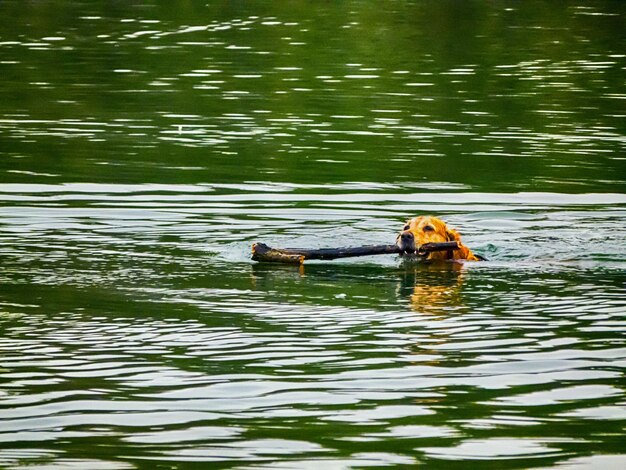 Photo ducks swimming in river