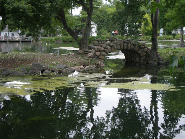 Photo ducks swimming in river