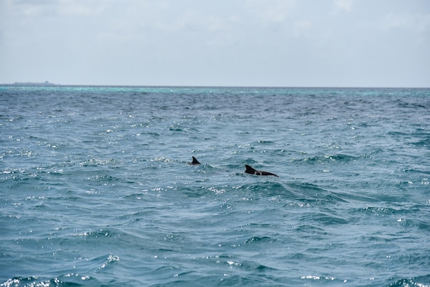 Ducks swimming in sea against sky