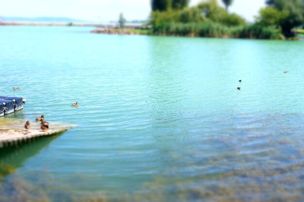 Ducks swimming in sea against sky