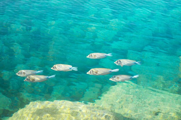 Ducks swimming in sea