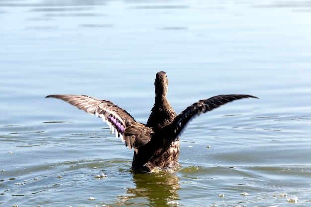 Ducks in their natural habitat