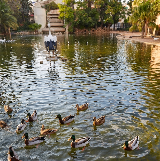 Ducks in Viveros park pond of Valencia