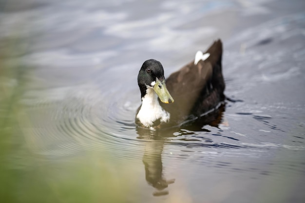 ducks on the water on a pond grazing on grass in a park in canada in summertime