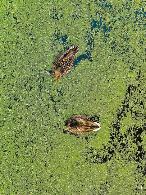 ducks in the water