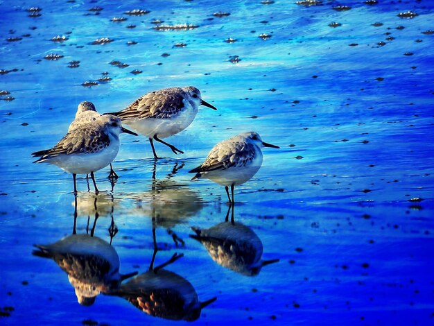 Foto anatre in acqua