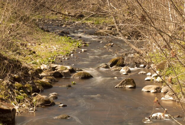 Foto anatre in acqua