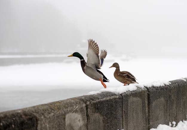 Ducks in the winter in the city