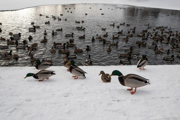 Photo ducks in a winter public parkmigration of birds wild ducks in the wild on the shore of a pond