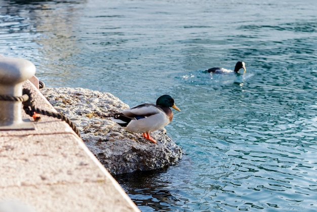 Ducks in winter seeking the warmth of the sun.