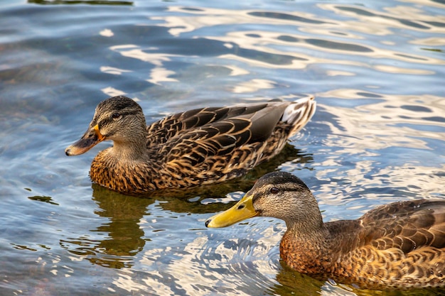 ducks with a brown body and a black and white head swim in a pond with the reflection of the sky in