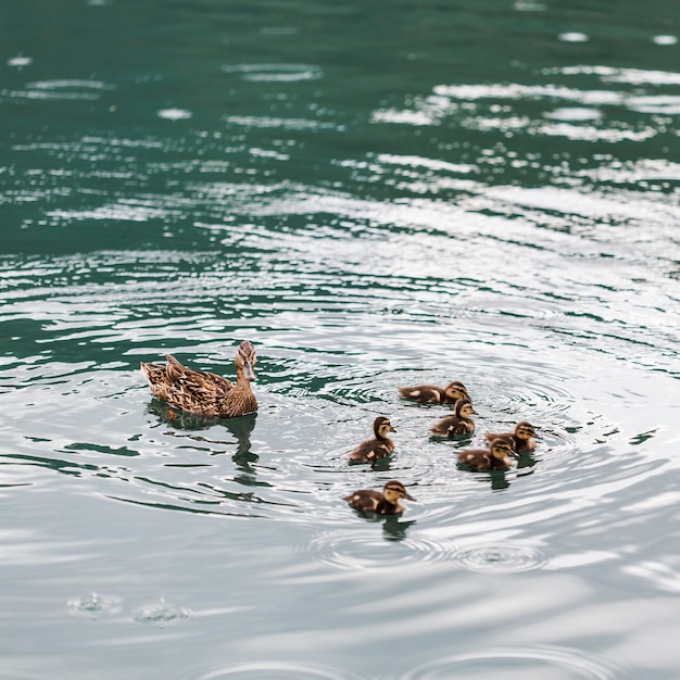 Ducks with ducklings floating on the water