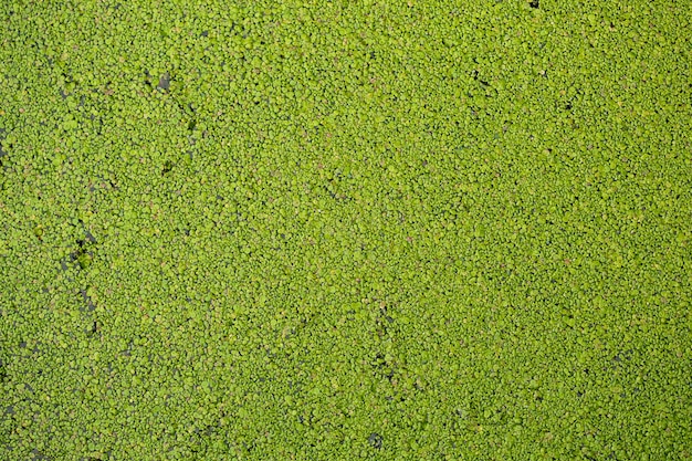 Duckweed covered on the water surface of the river in summer.