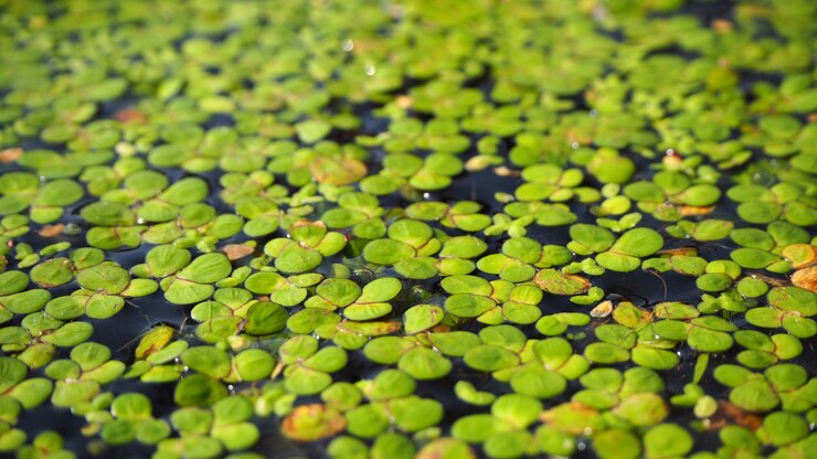 Photo 綠色 duckweed 水上自然背景