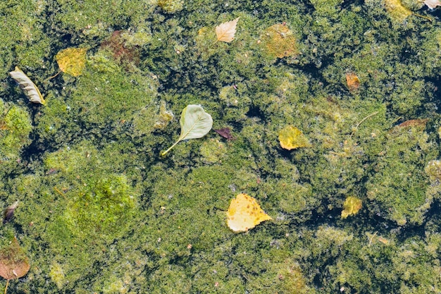 Ряска на поверхности воды