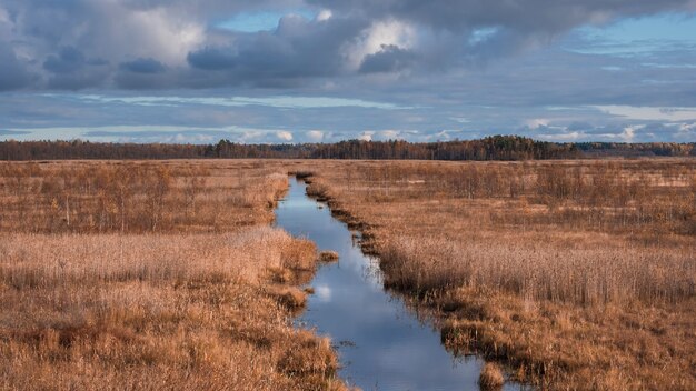 Duct in thickets in nature reserve crayfish lakes in the leningrad region in autumn