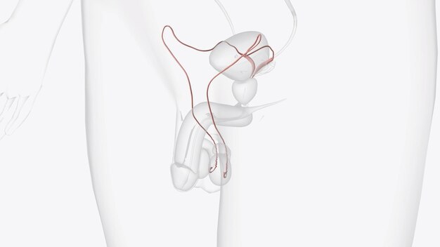 The ductus deferens or vas deferens is a fibromuscular tube that is continuation of the epididymis and is an excretory duct of the testis