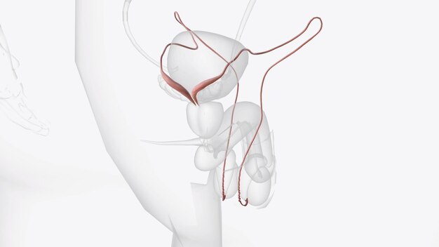 Photo the ductus deferens or vas deferens is a fibromuscular tube that is continuation of the epididymis and is an excretory duct of the testis