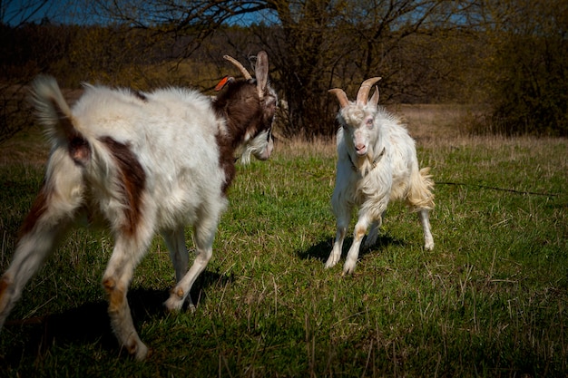 Duel of Goats from the village of Kozlovka