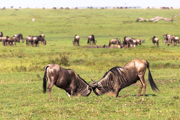 Duel van twee mannelijke gnoes Savanne van Maasai Mara Kenia Afrika
