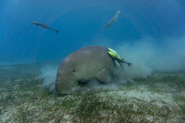 Foto dugongo o mucca di mare che mangia erba di mare sul fondo dell'oceano