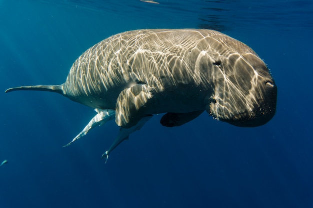 Foto dugong (zeekoe) zwemt in de zee.