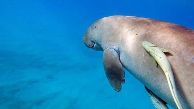 Dugongo sea cow in marsa alam marsa mubarak bay