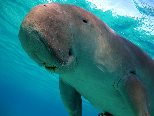 Dugongo. Sea Cow in Marsa Alam. Marsa Mubarak bay.