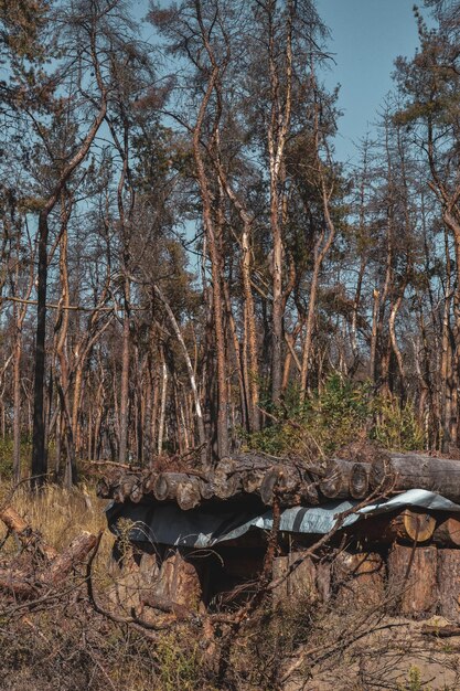 Foto un dugout in una foresta bruciata