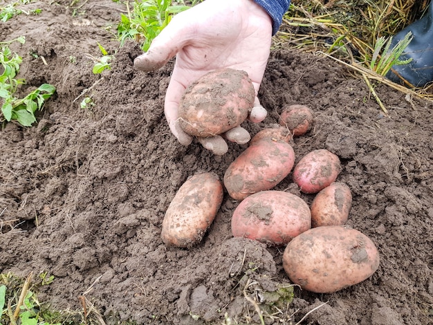 The dugout red potatoes are lying in the hand