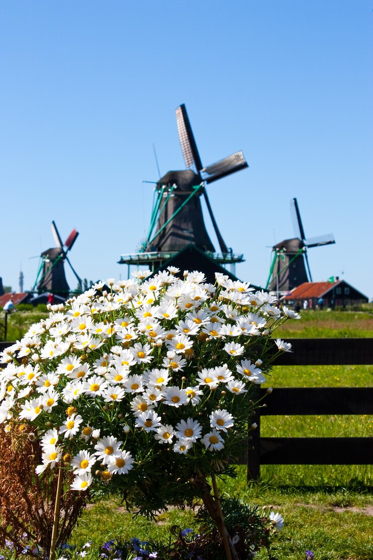 Foto duidelijk en traditioneel herkenningspunt voor nederland: bloemen en molens