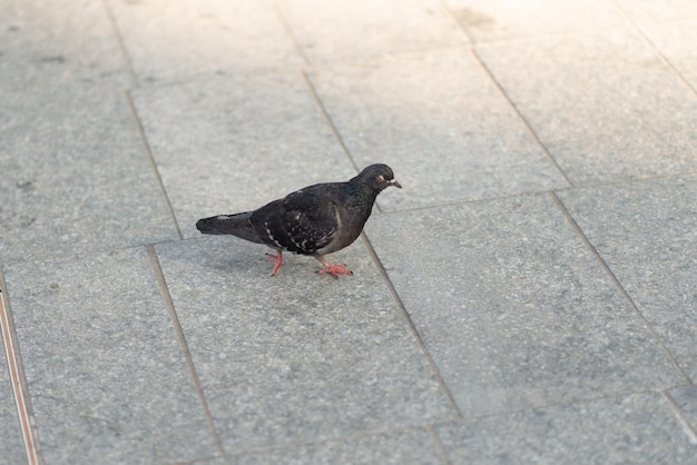 Duif die op de straat loopt