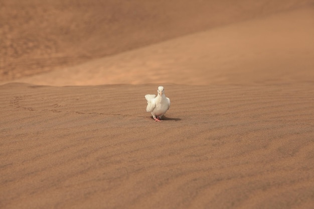 Duif die op het zand zit.