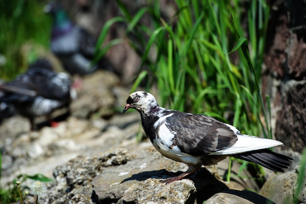 duif in het park