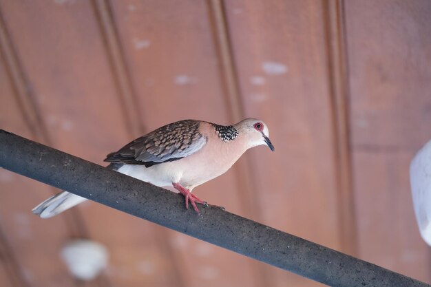 Foto duif met rode ogen zit op het hek