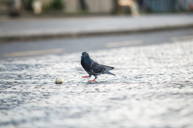 Duif met stuk brood buiten in Rio de Janeiro Brazilië