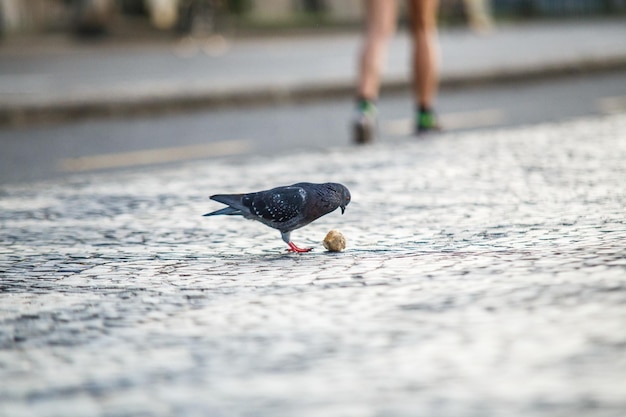 Duif met stuk brood buiten in Rio de Janeiro Brazilië