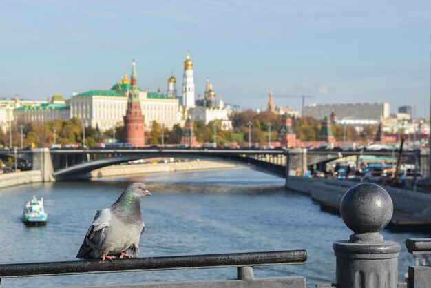 Duif op de achtergrond van het Kremlin . van Moskou