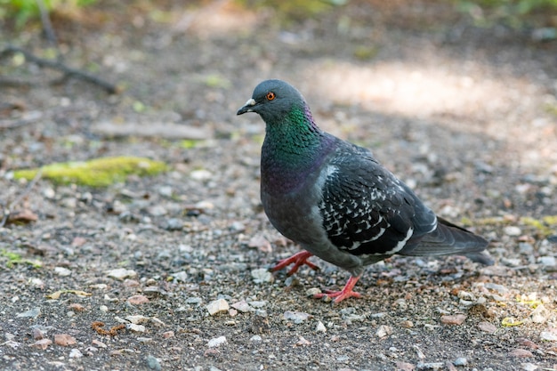 Duif op de grond in het park