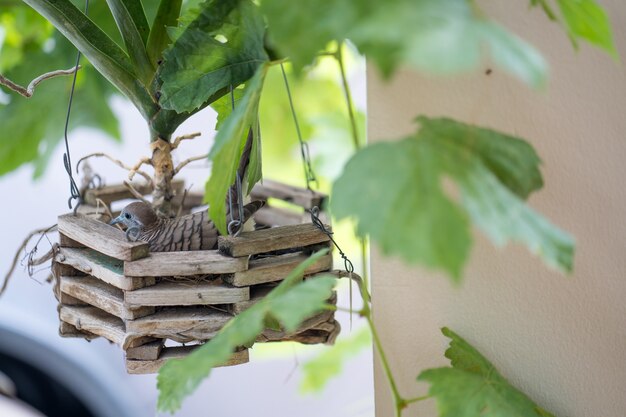 Duif op ei in het houten nest