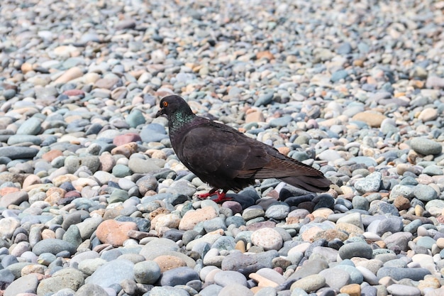 Duif op het kiezelstrand